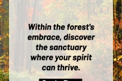 2505595_TracyLeeThomas2025TheForest