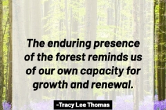 2505595_TracyLeeThomas2025TheForest
